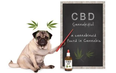 Qu’est ce que le CBD ?