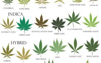 Les différents types de chanvres