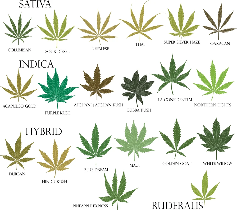 kindhemp